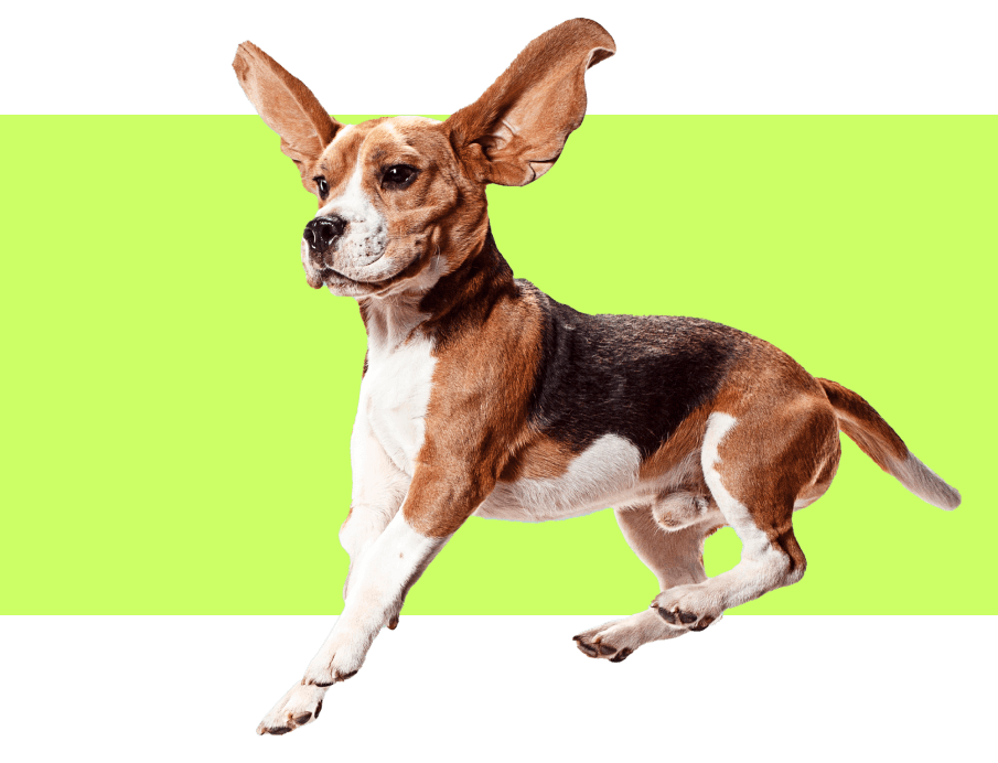 Ottawa Dog Walking, Pet Sitting & Grooming bwd Petcare